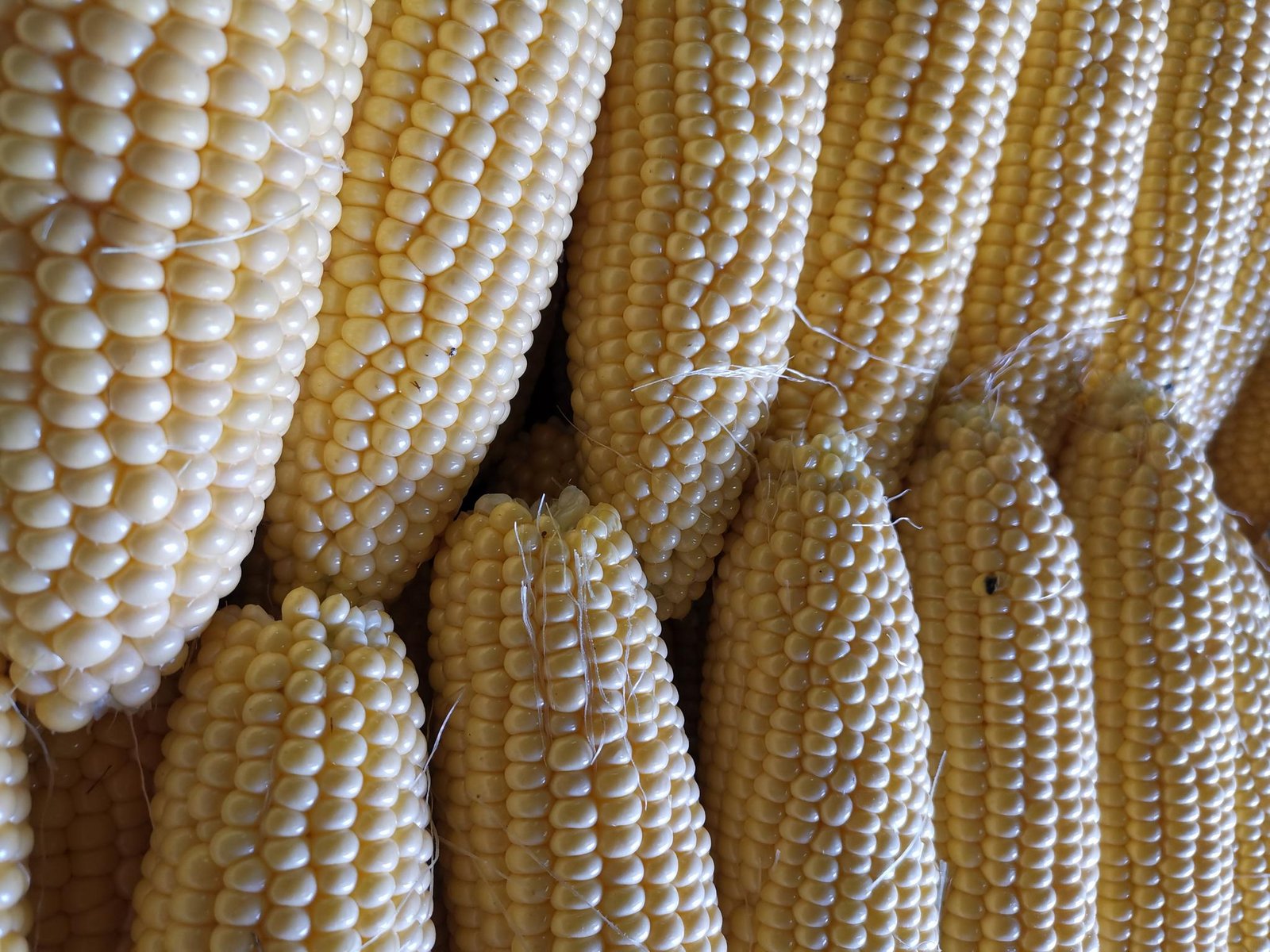 Zwerg Zuckermais Samen 30 Stück - Süße Maiskörner Auch Für Popcorn Geeignet