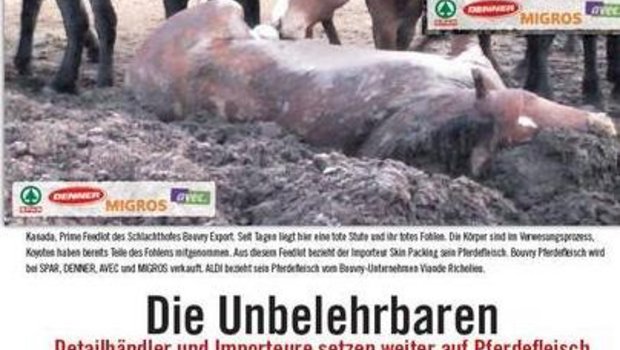 Unter dem Titel "die Unbelehrbaren" berichtet der Tierschutzbund Zürich, dass bei Schweizer Detailhändlern verkauftes Pferdefleisch immer noch aus quälerischer Produktion komme. (Bild: Screenshot Tierschutzbund Zürich)