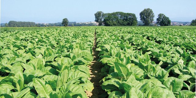 Tabak ist eine sehr frohwüchsige Kultur. Ab Mitte Mai ausgepflanzt, wird bis zur Ernte sehr viel Biomasse produziert. Um die Kultur gesund zu halten, muss man den Tabakblauschimmel bekämpfen. (Bilder «die grüne»)