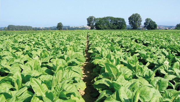 Tabak ist eine sehr frohwüchsige Kultur. Ab Mitte Mai ausgepflanzt, wird bis zur Ernte sehr viel Biomasse produziert. Um die Kultur gesund zu halten, muss man den Tabakblauschimmel bekämpfen. (Bilder «die grüne»)