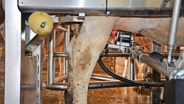 Schon heute ist der Melkroboter in vielen Ställen im Einsatz. Wird er auch bald für die Gruyère-Produzenten zugelassen?