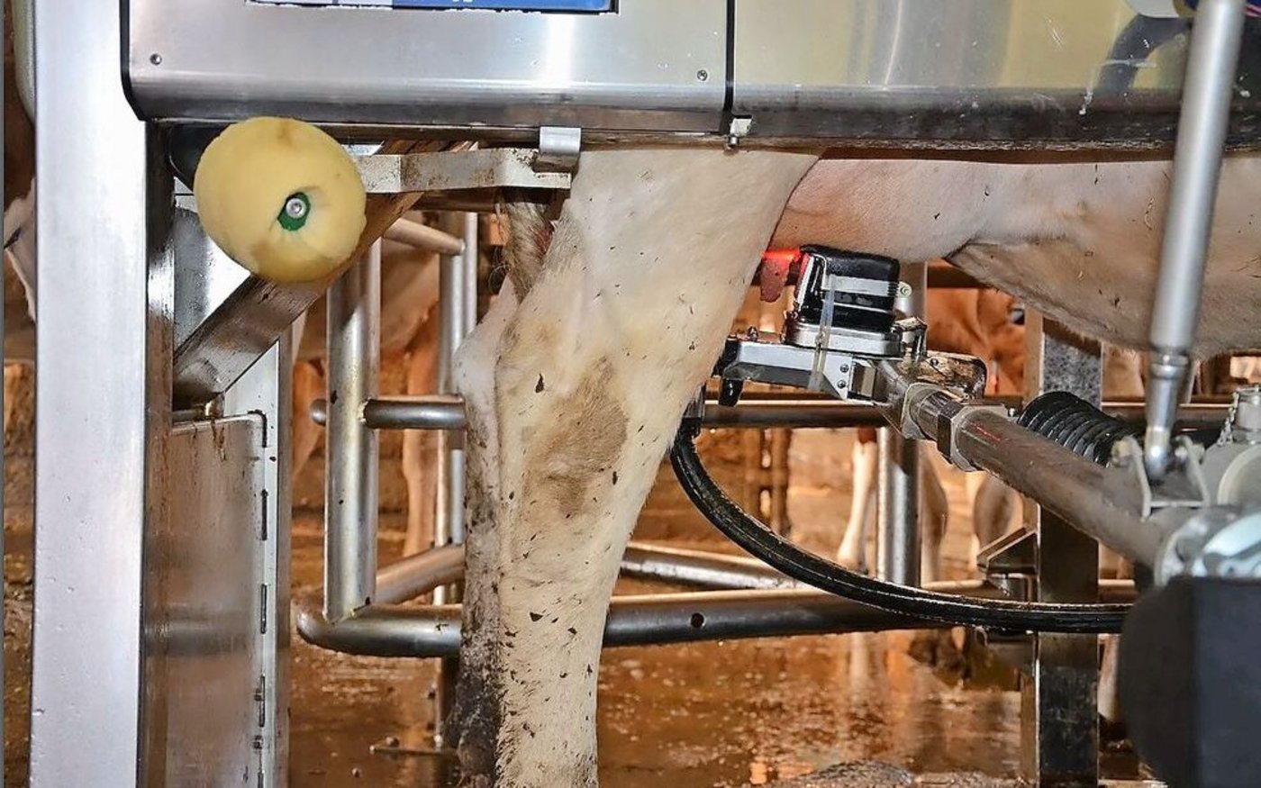 Schon heute ist der Melkroboter in vielen Ställen im Einsatz. Wird er auch bald für die Gruyère-Produzenten zugelassen?