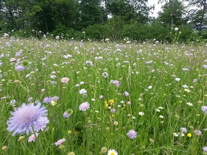 Das ist zwar eine Fettwiese, sie ist aber arten- und blütenreich und der häufigste naturnahe Lebensraumtyp im zentralen Mittelland. (Bild Roman Graf / Vogelwarte)