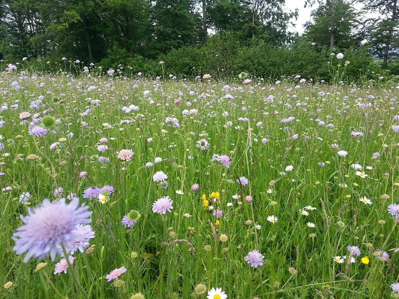 Das ist zwar eine Fettwiese, sie ist aber arten- und blütenreich und der häufigste naturnahe Lebensraumtyp im zentralen Mittelland. (Bild Roman Graf / Vogelwarte)