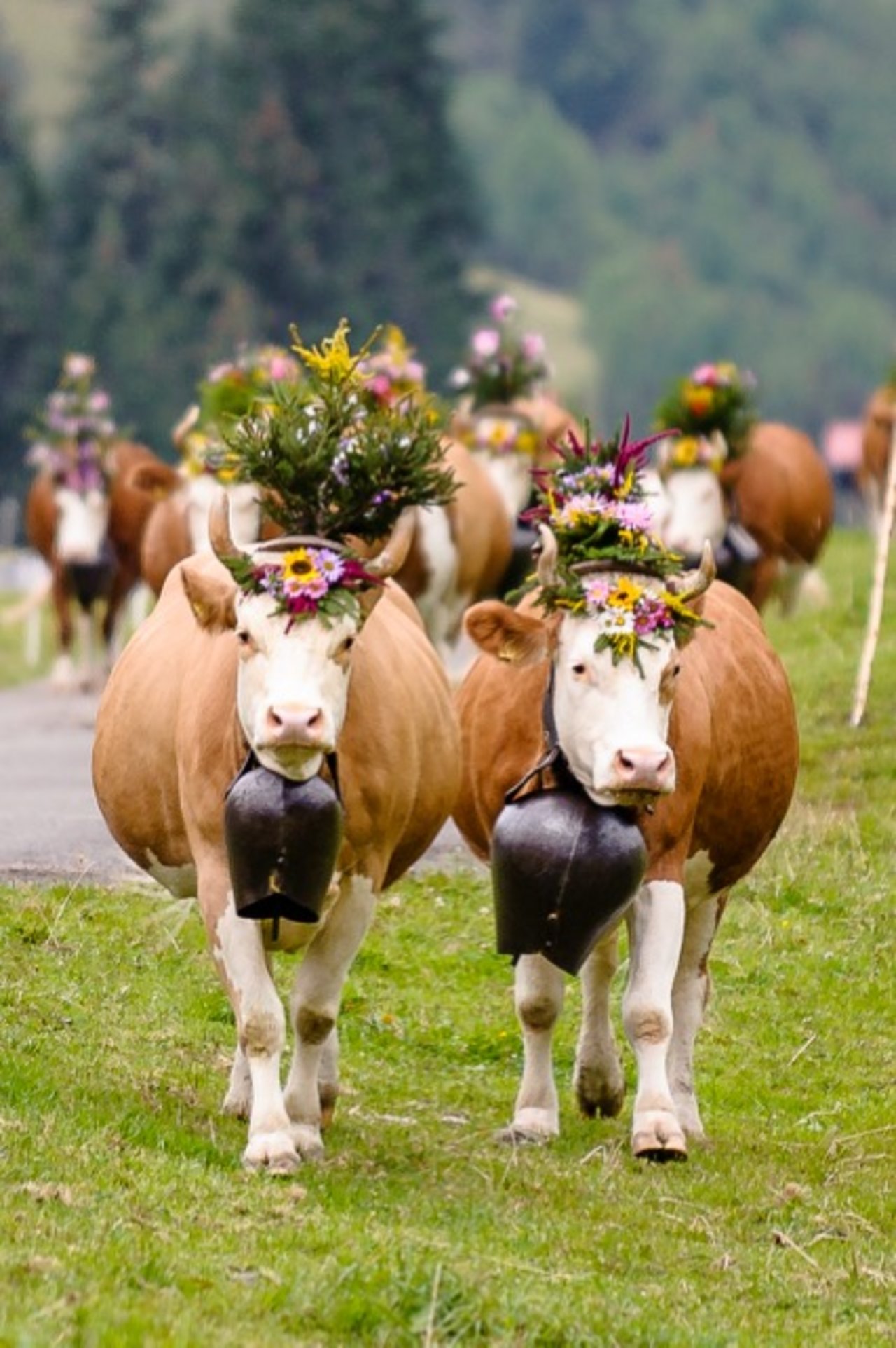 Stolz kamen die blumengeschmückten Kühe in St. Stefan an. (Bild Patrick Aegerter)