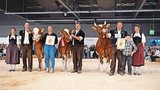 Swiss Fleckvieh Senior: Miss: Kilian Mayla von Fritz Wenger aus Pohlern (m.); Vize Miss: Umberto Panama von Samuel und Ueli Künzi aus Blausee-Mitholz (r.); Miss Schöneuter: Sunside Kilian Ivabia von Christian Stucki aus Uebeschi. (Bild: Irina Peter)