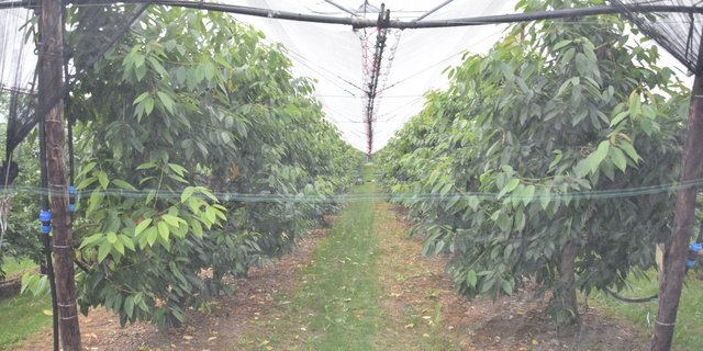 Eine Massnahme zur Abwehr von Kirschessigfliegen ist das Einnetzen der Kultur. (Bild Katrin Erfurt)