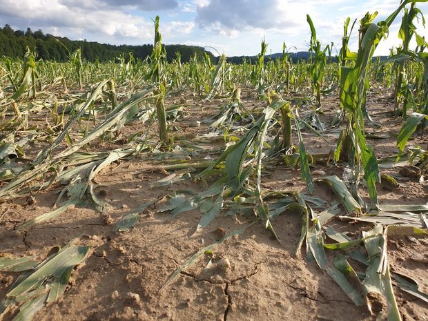 Gemüse- und Ackerkulturen haben beim jüngsten Hagelunwetter Anfang Woche grossen Schaden genommen. (Bild ji)