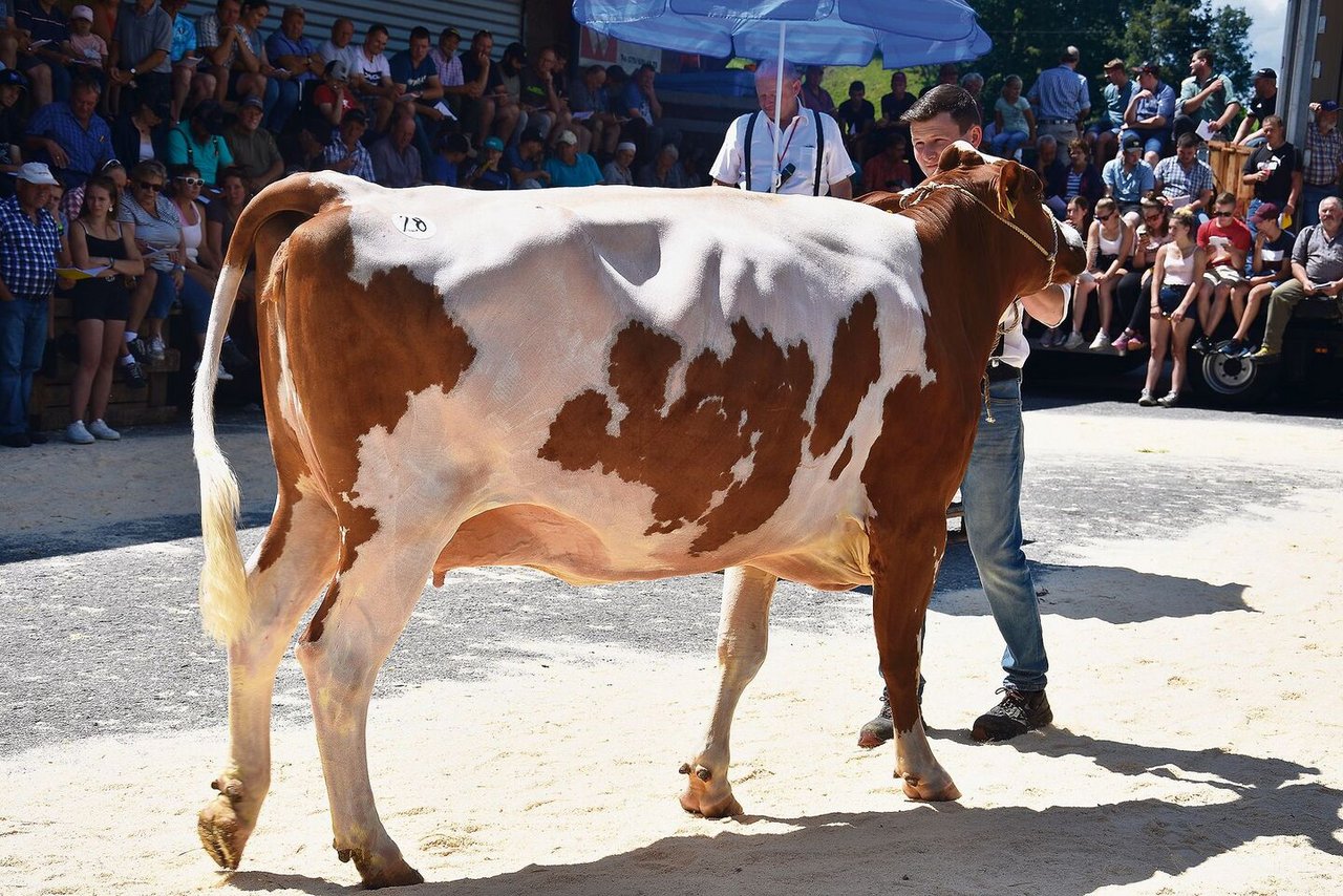 Die SF-Kuh Arlando Diana (44 43 89) war letztes Jahr einem Käufer 7500 Franken wert. 