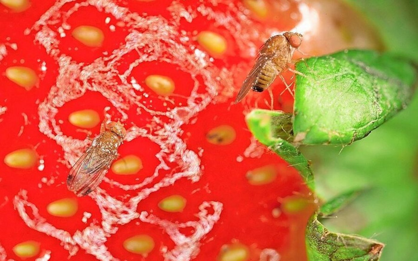 Ab Frühling müssen alle Beerenbetriebe die Entwicklung der Kirschessigfliege überwachen und gegen sie aktiv werden.