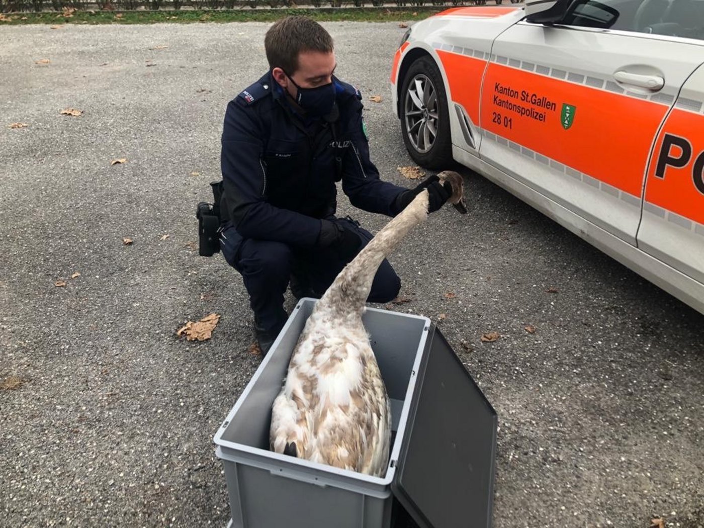 Der Schwan liess sich ohne Probleme in eine Kiste verfrachten. (Bilder Kapo SG)
