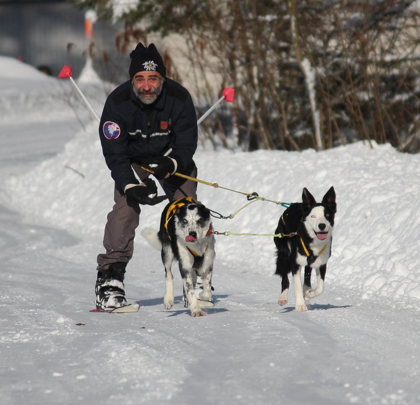 Die Border Collies machen ihre Sache auch beim Skijöring sehr gut. (Bild zVg)