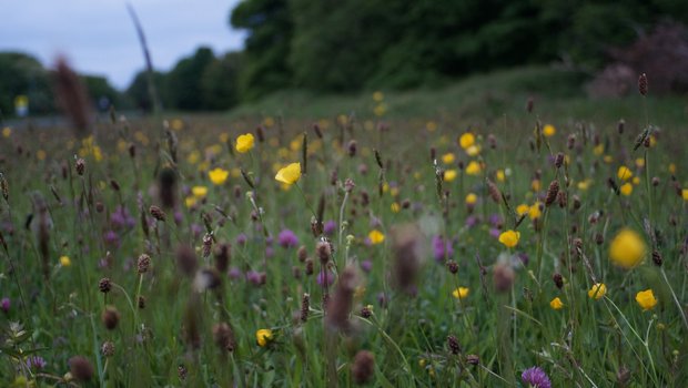 Der Bundesrat will die Biodiversität fördern und erarbeitet einen indirekten Gegenvorschlag zur Biodiversitäts-Initiative. (Bild Unsplash)