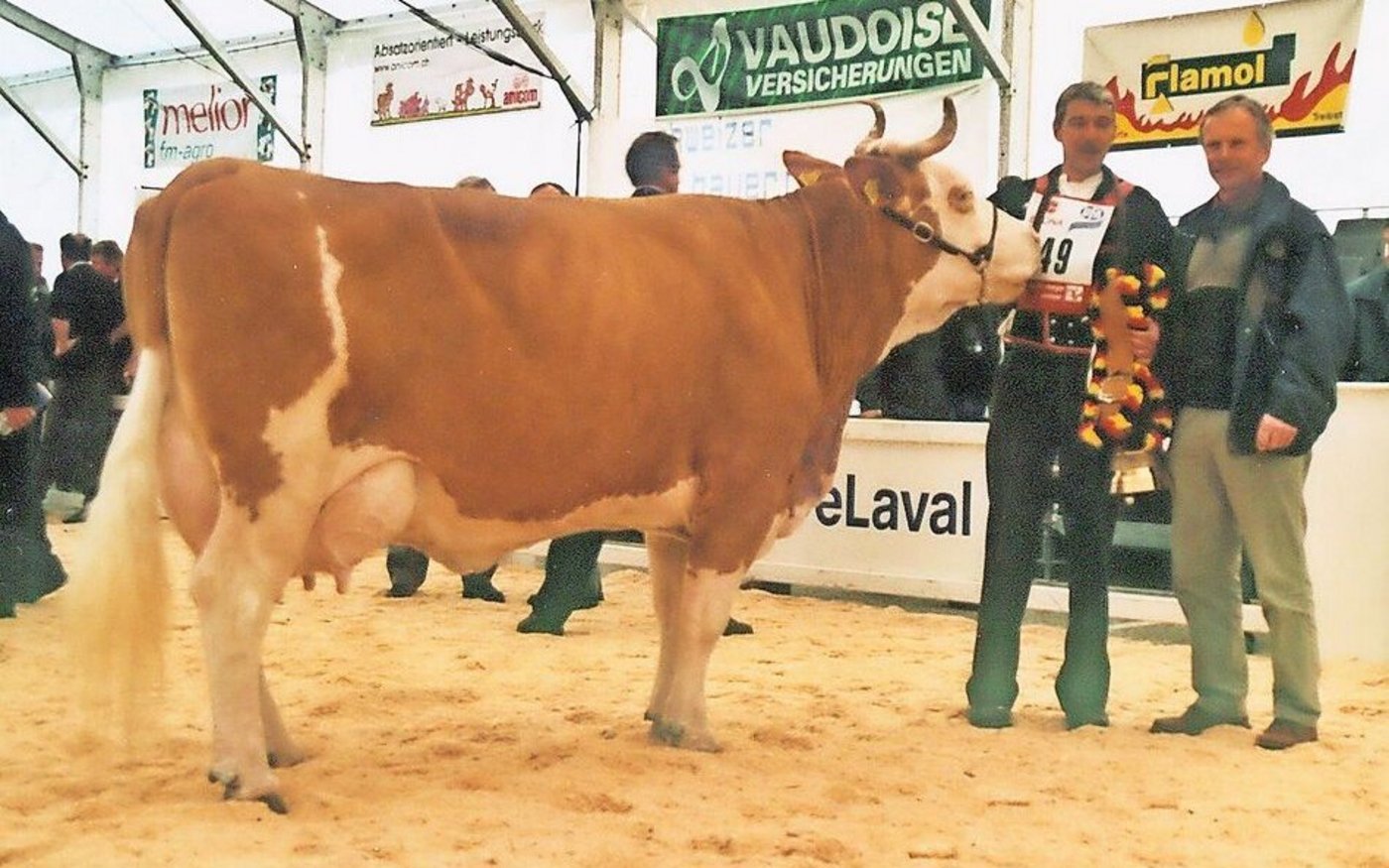 Die schöne Simmentalerkuh Root Creek FA-Faucon Fly-Away von Hanspeter Schütz schrieb Geschichte.