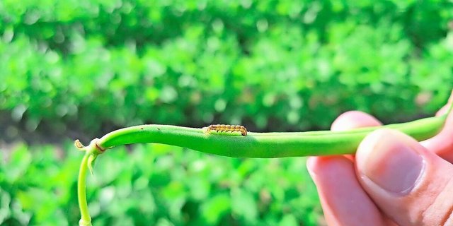 Ursprünglich stammt die Baumwollkapseleule aus dem Mittelmeerraum. Seit etwa zwei Jahren wird sie in der Schweiz zunehmend zum Problem.