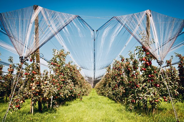 Obstbau: Die Ernte 2020 sieht vielversprechend aus Wie die Apfelernte 2020 aussehen wird, weiss man noch nicht. (Bild BauZ)