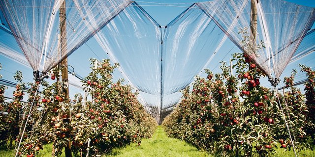 Wie die Apfelernte 2020 aussehen wird, weiss man noch nicht. (Bild BauZ)