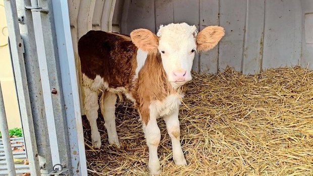 Kälber sind anfällig Kälber sind anfällig gegenüber Krankheiten.