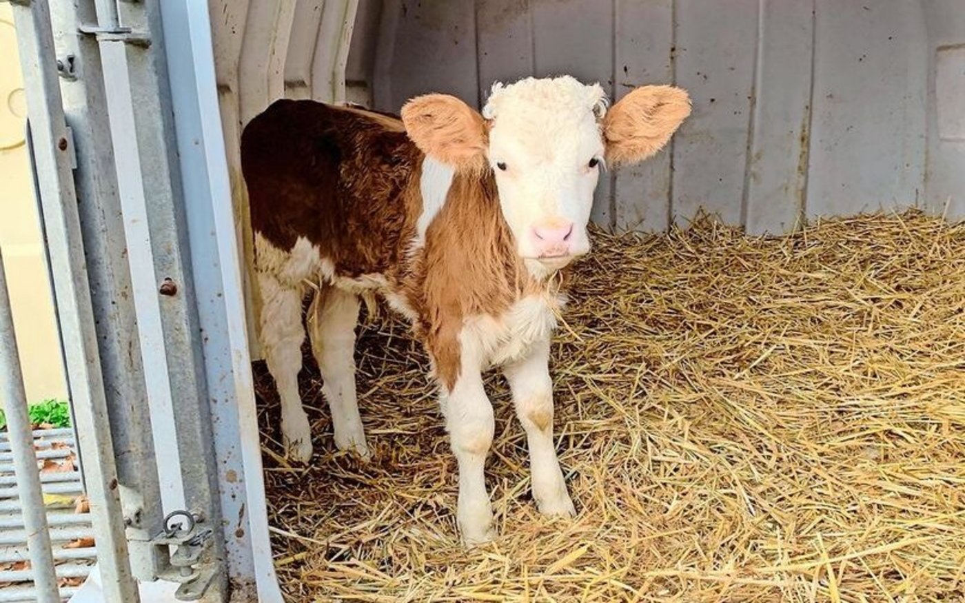 Kälber sind anfällig gegenüber Krankheiten.   