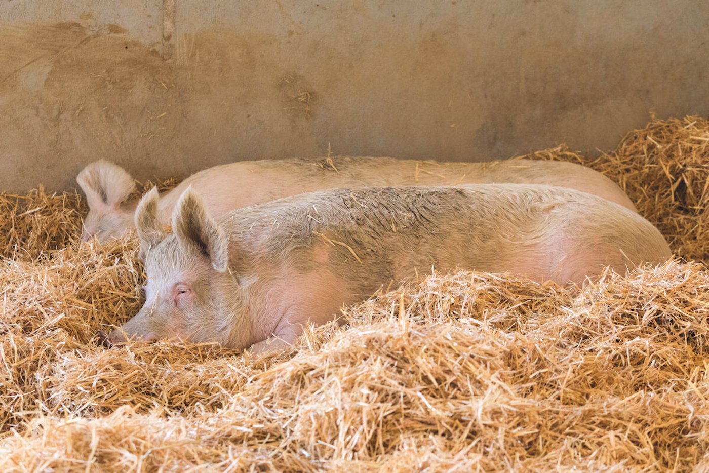 Die drei Schweine auf dem Hof Narr lassen sih gerne von Kindern aus ihrem gemütlichen Stall locken. 