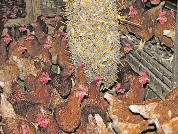 33+ Brauchen Hühner Teich, Indische laufenten, benötigen nicht