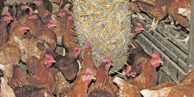 Wenn Probleme mit Bepicken auftreten, sind unbedingt die Beschäftigungsmaterialien zu erneuern oder noch besser zusätzliches Material anzubieten. 