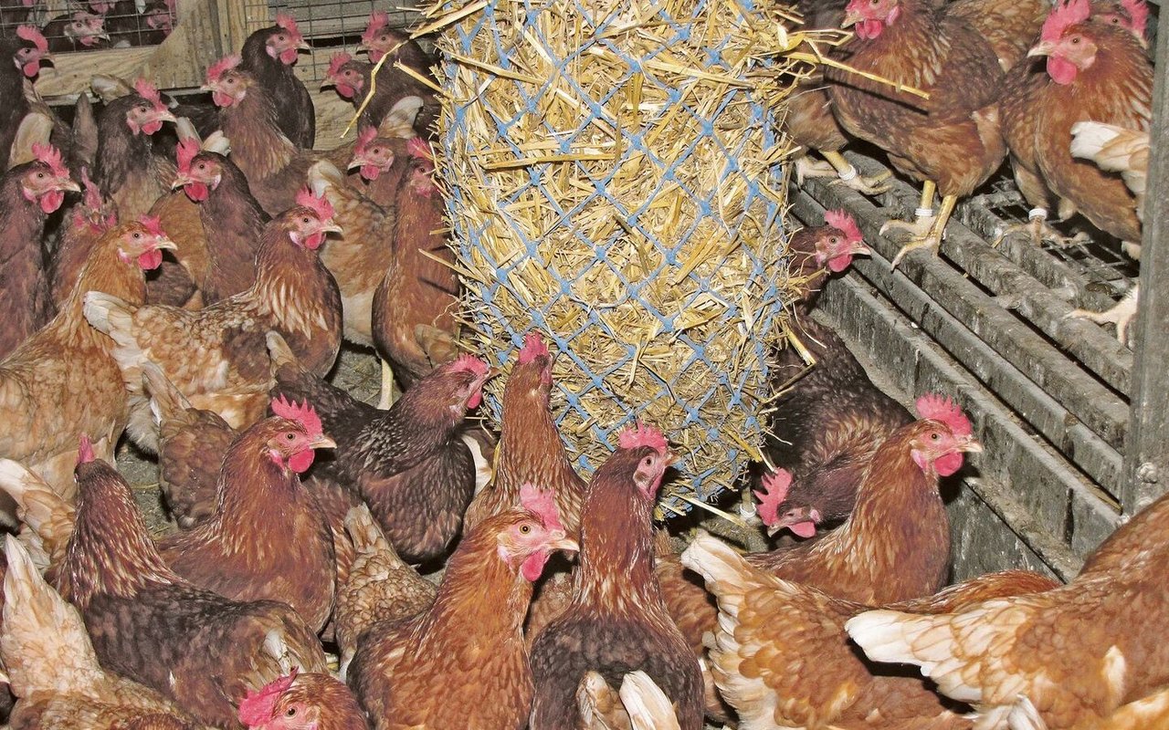 Kurs Süchtig Handbuch einstreu für hühner auslauf umfassen Tofu Poesie