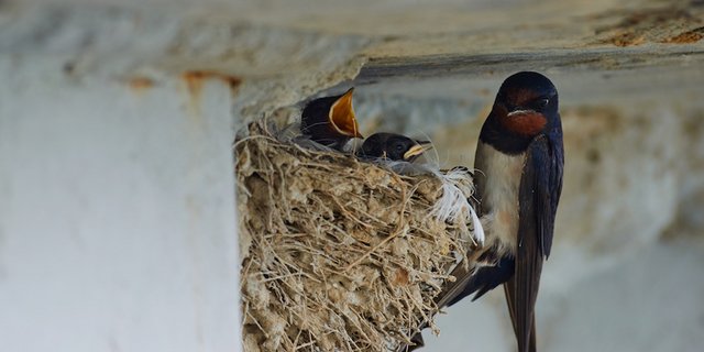 Schwalben sind gern gesehen bei Kirchen. (Bild Yerbolat Shadrakhov/Adobestock)