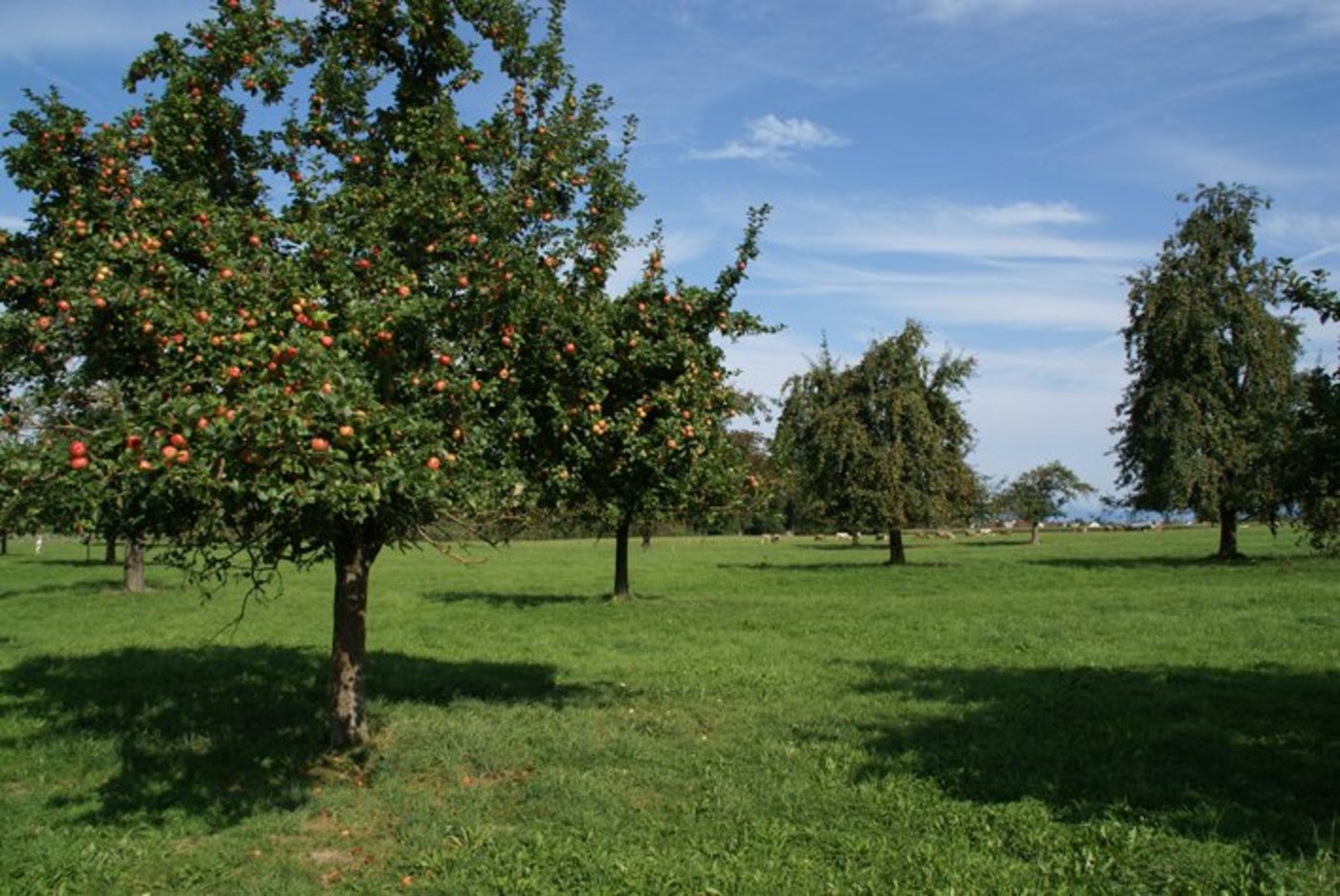 Ökologisch wertvoll, wirtschaftlich unter Druck: Hochstammbäume. (Bild: lid)