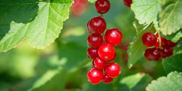 Klein, zart, säuerlich: Johannisbeeren. (pd) 