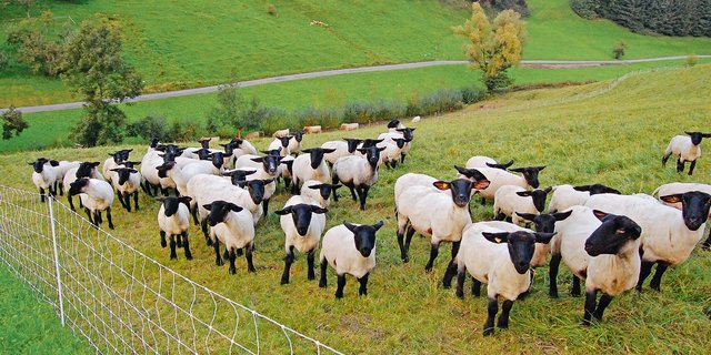 Moderhinke: Schon jetzt kann der Einzelbetrieb Massnahmen ergreifen, um das Risiko einer Ansteckung möglichst klein zu halten.(Bild mh)