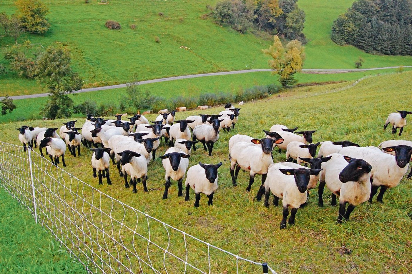 Moderhinke: Schon jetzt kann der Einzelbetrieb Massnahmen ergreifen, um das Risiko einer Ansteckung möglichst klein zu halten.(Bild mh)