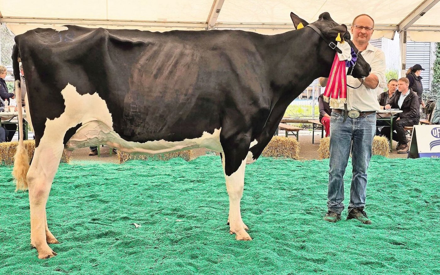 Die Miss und Schöneuter der Holstein, Rohrberg Army Oklahoma  steht im Stall von Armin Odermatt aus Liesberg.