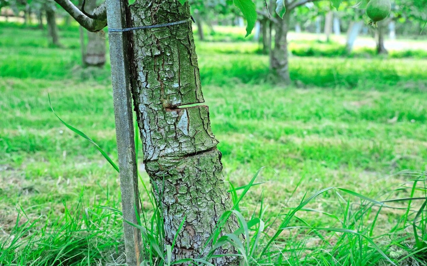 Ein zweimal mit der Kettensäge eingeschnittener Birnenstamm. Die Bäume verkraften diesen radikalen Beruhigungsschnitt. 