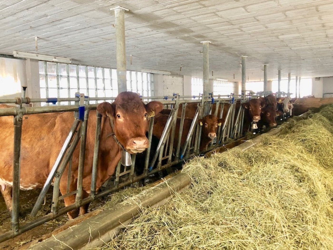 Blick in den Fressbereich des Stalls.