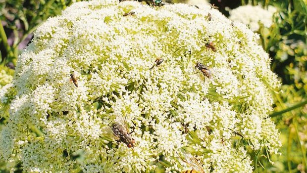 Früher wurde in jedem Garten der Samen selber gezogen, was zur Vielfalt beitrug. Doch die Samenstände im Gemüsebeet erfreuen im Herbst auch das Auge und die Insekten. Wer in die Samenzucht einsteigen möchte, meldet sich bei Pro Specie Rara.(Bild zVg)