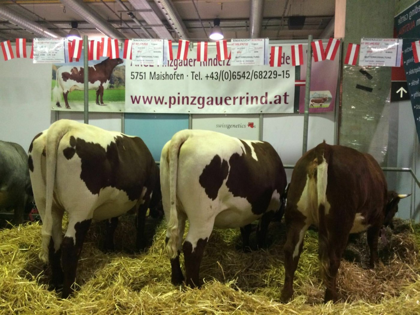 Österreich ist in St. Gallen mit einigen staatlichen Pinzgauern vertreten. 