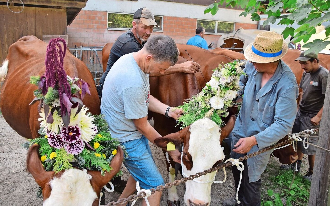 Zu Hause bei der Familie Bernhard. Die Kühe werden mit Blumen und Treicheln geschmückt. «Der Anlass bedeutet uns soviel», sagt die Familie. 