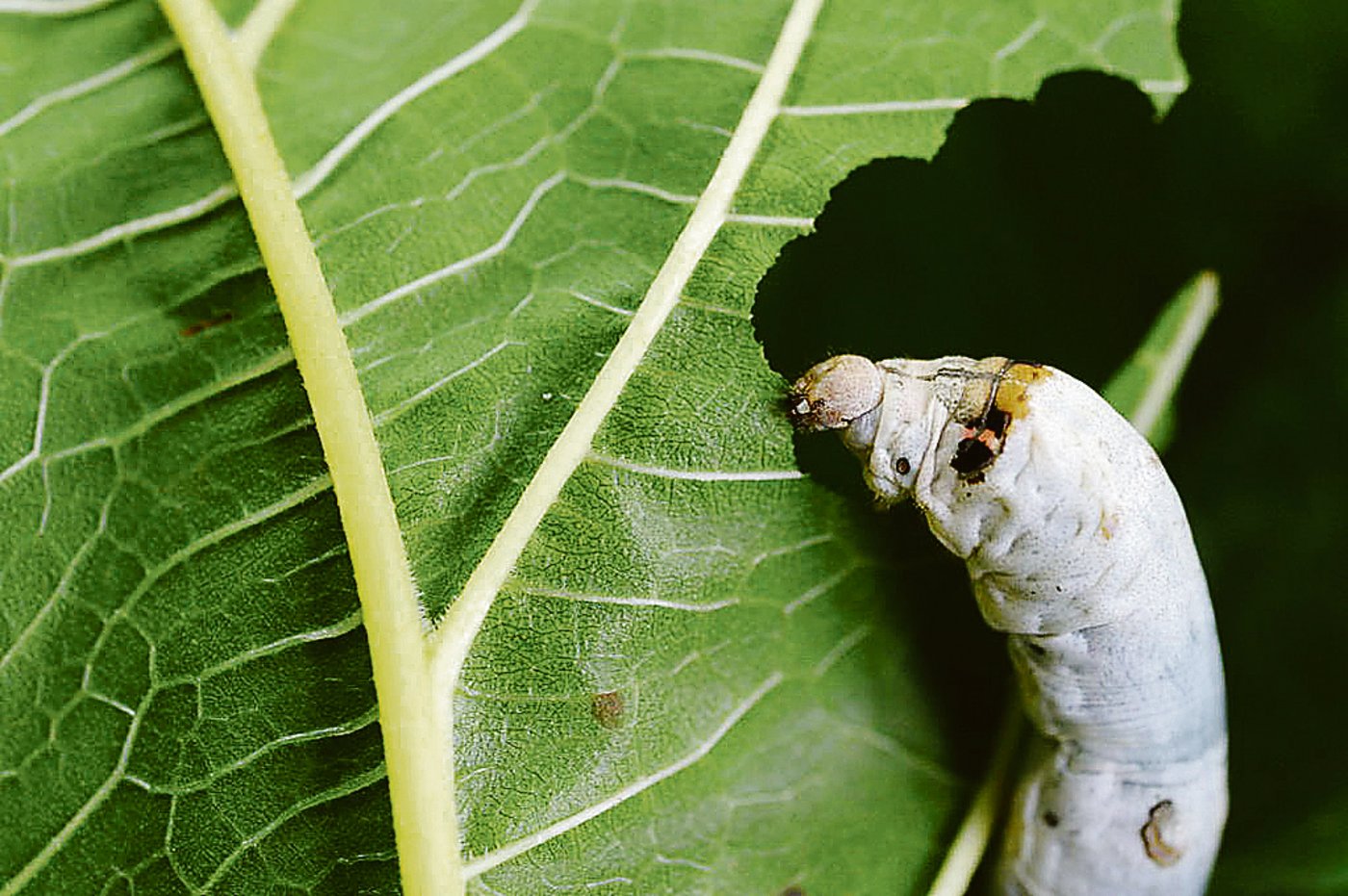 Die Seidenraupen werden fingerlang und verpuppen sich nach vier Wochen in einem Kokon.(Bild Swiss Silk)