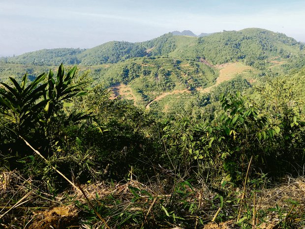Blick auf neue Palmöl-Plantagen in Indonesien, die vermehrt in Hügeln angelegt werden. Die Autoren der Bilder sind Einheimische, die lieber nicht mit Namen genannt sein möchten.(Bilder zVg)