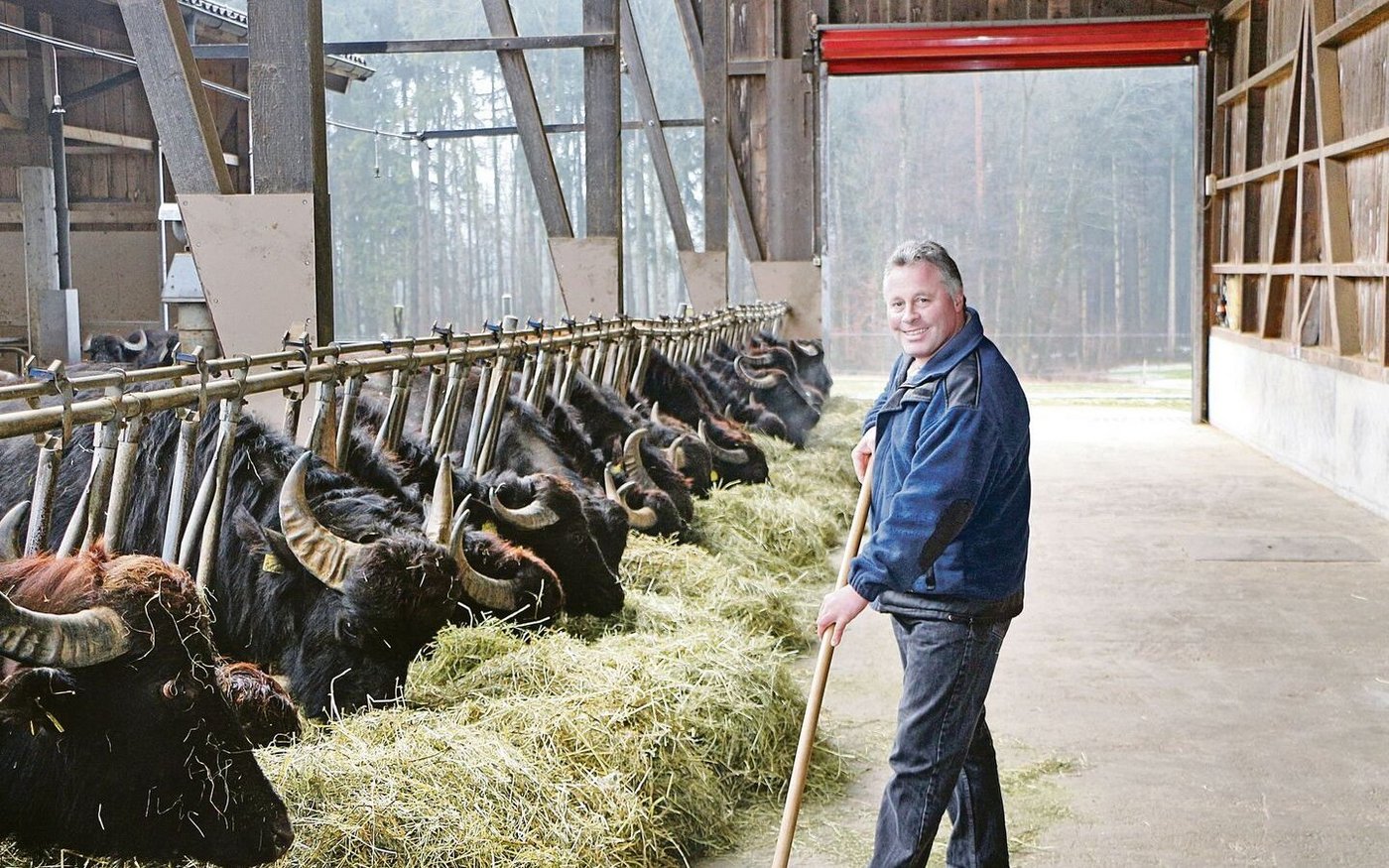 Sepp Küchler profitiert mit seinen Wasserbüffeln von der urbanen Kundschaft.  