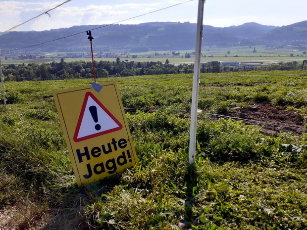 Bauern dürfen Krähen schiessen