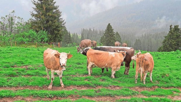 Die Kühe sind auf de Die Kühe sind auf der Alp. Unser Stier Blüem macht Bekanntschaft mit seiner neuen Herde.