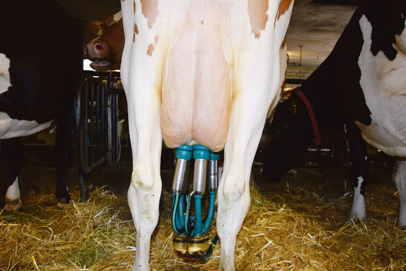 Eine gute Melkbarkeit spart nicht nur Zeit, sondern stört auch den Melkablauf nicht.(Bild Peter Fankhauser)