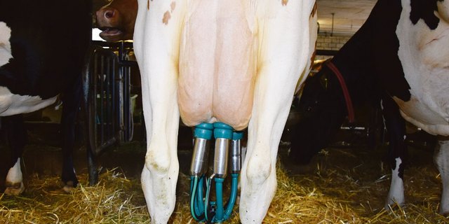 Eine gute Melkbarkeit spart nicht nur Zeit, sondern stört auch den Melkablauf nicht.(Bild Peter Fankhauser)