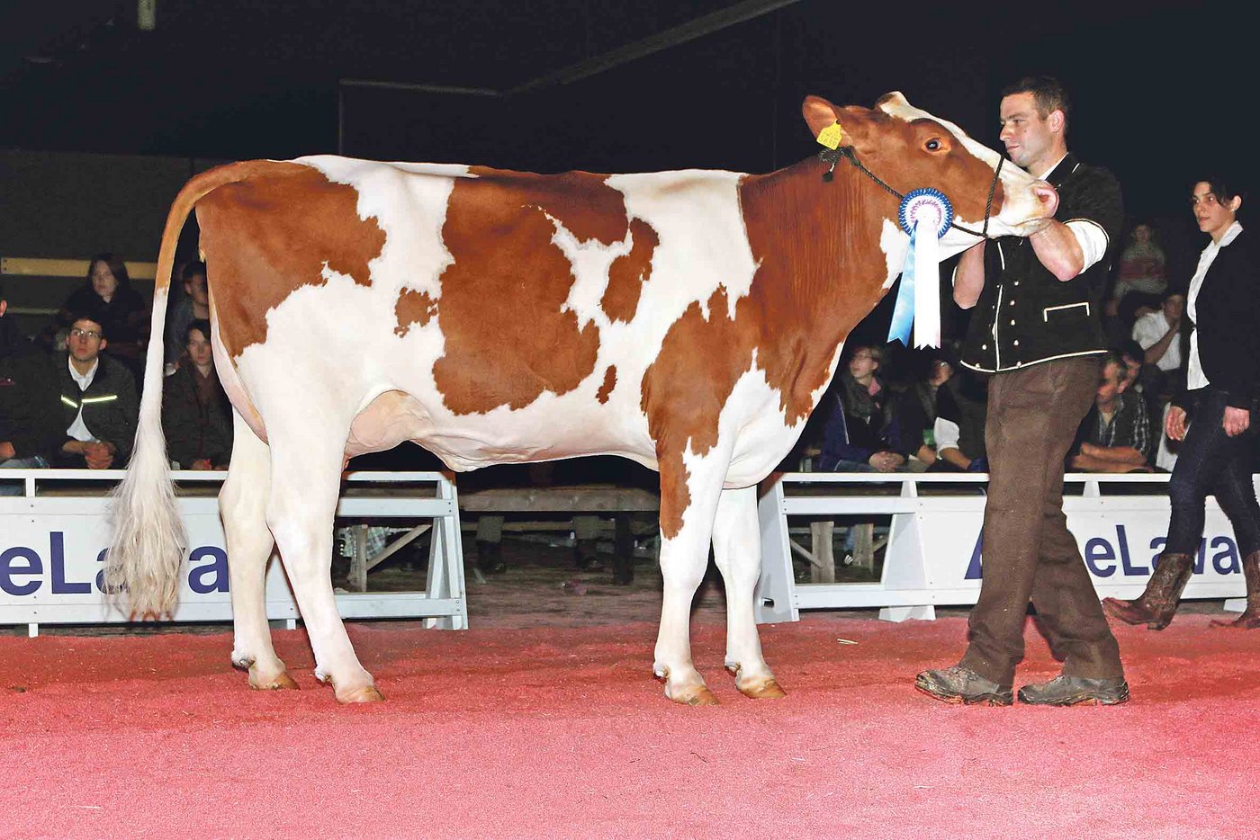 Jana (Loyd) tritt in die Fussstapfen ihrer berühmten Mutter Haway. Anlässlich der Junior-Expo in Thun im November letzten Jahres holt sich die SF-Kuh mit dem starken Euter, mit Besitzer Staub, einen Kategoriensieg.