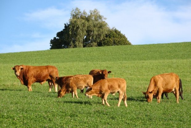 Die Weidehaltung ist laut Mutterkuh Schweiz ein wichtiges Differenzierungsmerkmal der Schweizer Landwirtschaft gegenüber dem Ausland bezüglich Tierwohl. (Bild Mutterkuh Schweiz)