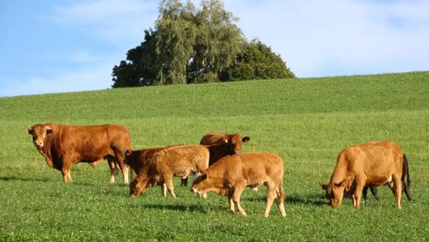 Die Weidehaltung ist laut Mutterkuh Schweiz ein wichtiges Differenzierungsmerkmal der Schweizer Landwirtschaft gegenüber dem Ausland bezüglich Tierwohl. (Bild Mutterkuh Schweiz)
