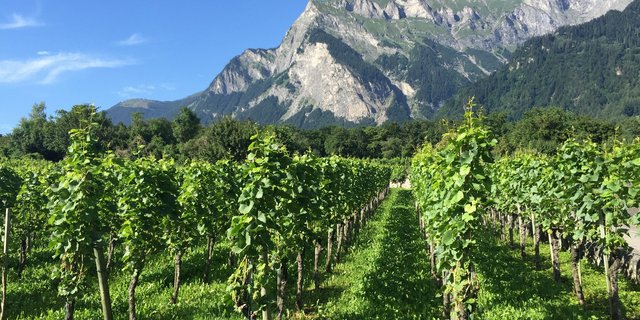 Im Jahr 2020 sollen die Bemühungen der SWP im Bereich Einzelhandel dank des Engagements ihrer Partner fortgesetzt werden. (Bild Swiss Wine)