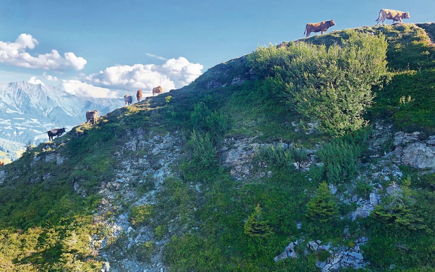 In traditionell bewirtschafteten Regionen ist die Weidepflege ein wichtiger Bestandteil der Arbeit.